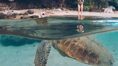 Tortues Martinique