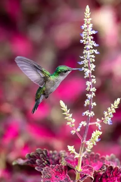 photo d'un colibri dans le jardin de balata