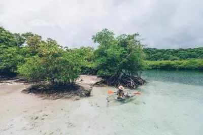 kayak mangrove