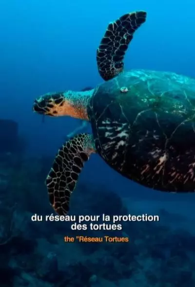 vidéo explicative pour la protection des tortues