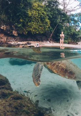 photo d'une tortue avec la tête en dehors de l'eau