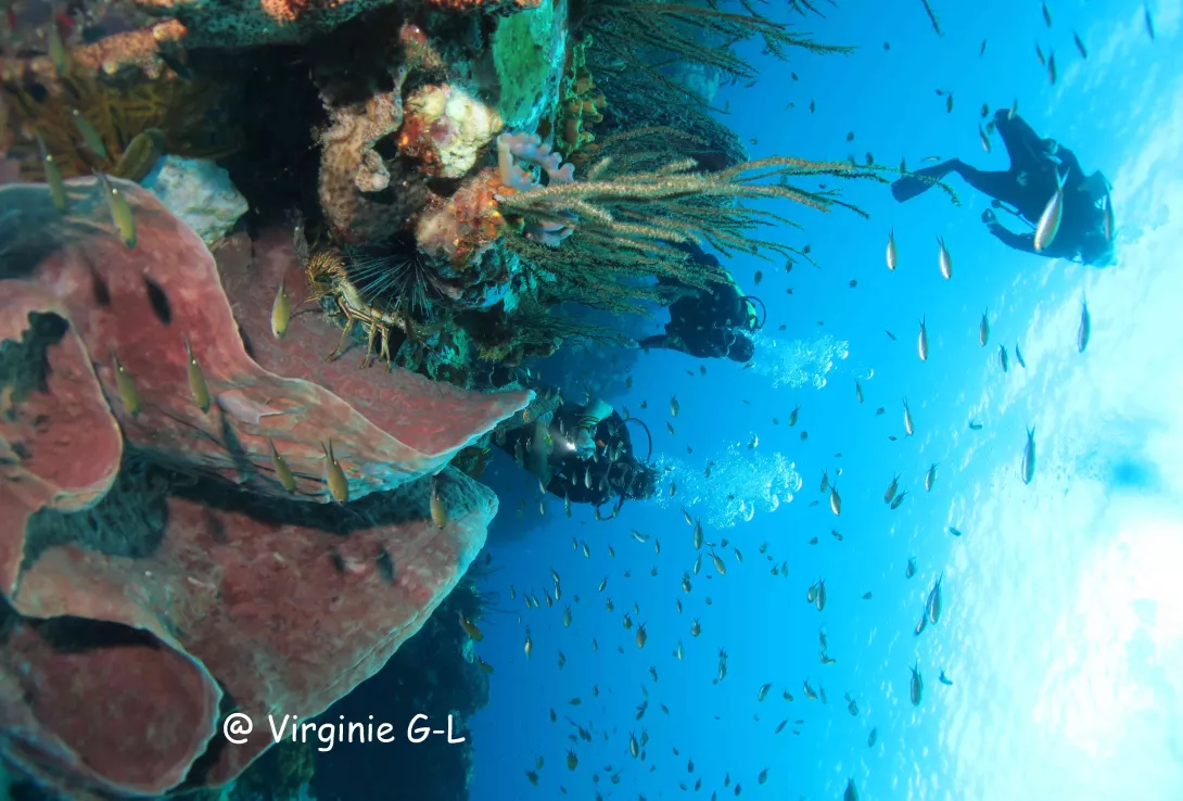 Plongee Immersion Caraibes | Martinique Tourisme